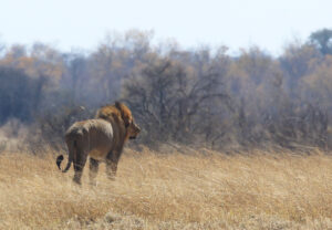 COLUMN: COVID-19's impact on Africa and its wildlife